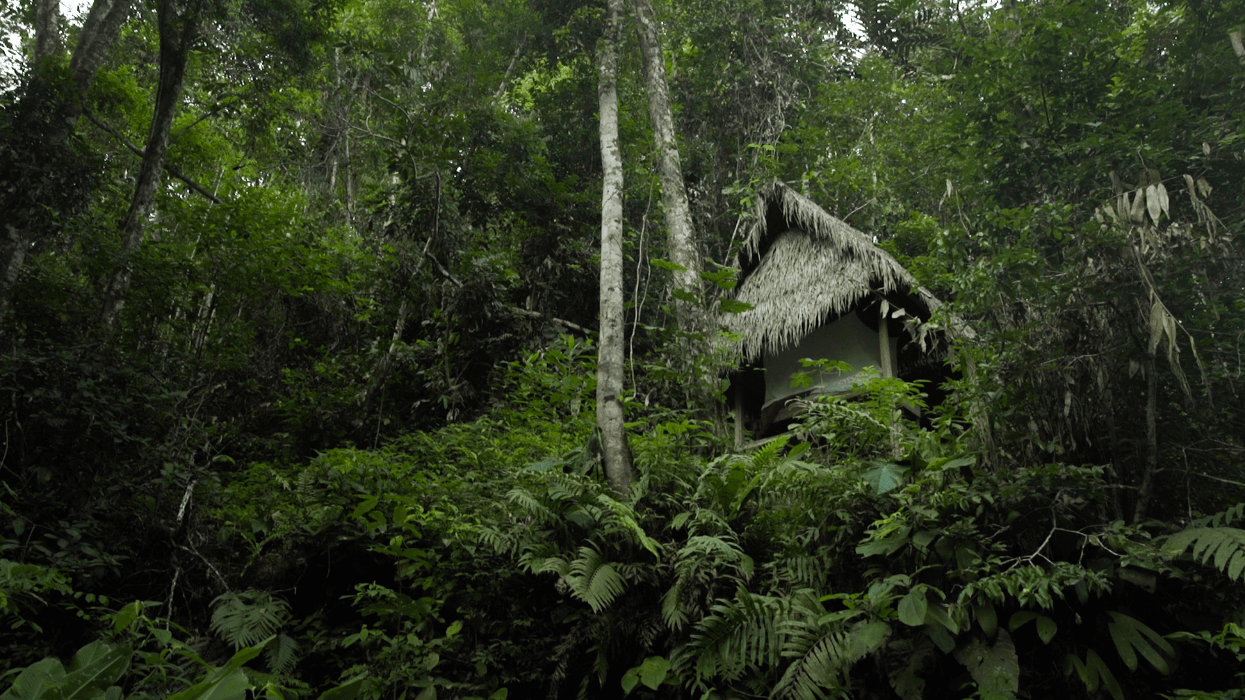 A solitary tambo standing deep in the rainforest